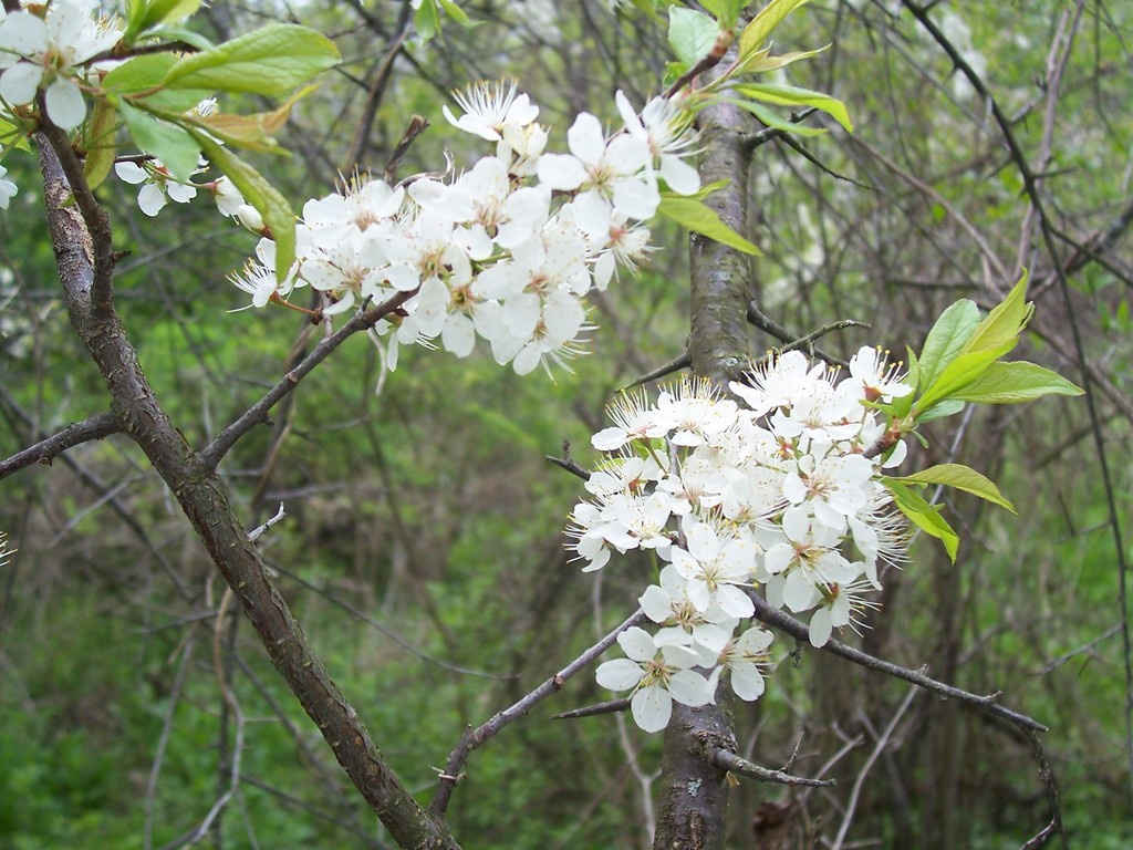 Enjoy fluffy white flowers in the spring.