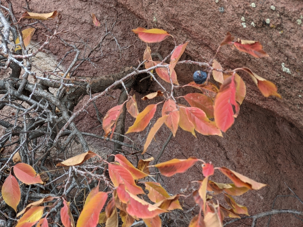 The leaves turn fiery shades of red before falling.