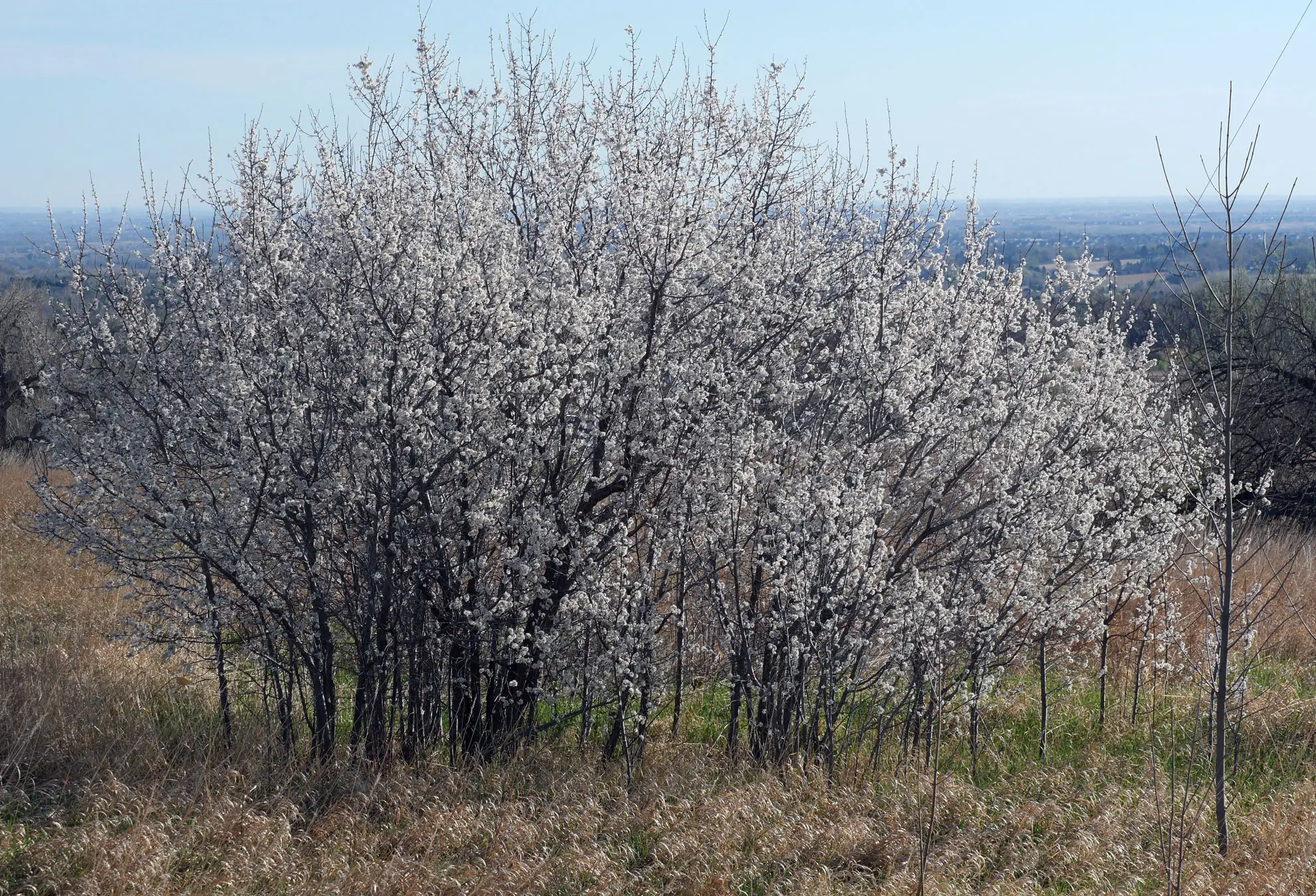American plum thicket in white bloom on a grassy hillside