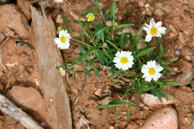 Cluster of small white blackfoot daisies with yellow centers growing in rocky, reddish soil.