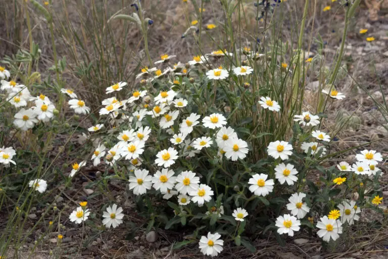 Cluster of white blackfoot daisies with yellow centers growing in a dry grassy field.