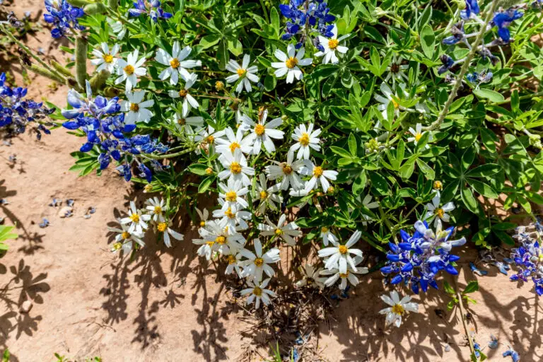 Cluster of white blackfoot daisies with yellow centers among green leaves and blue lupine flowers in a sandy garden bed.