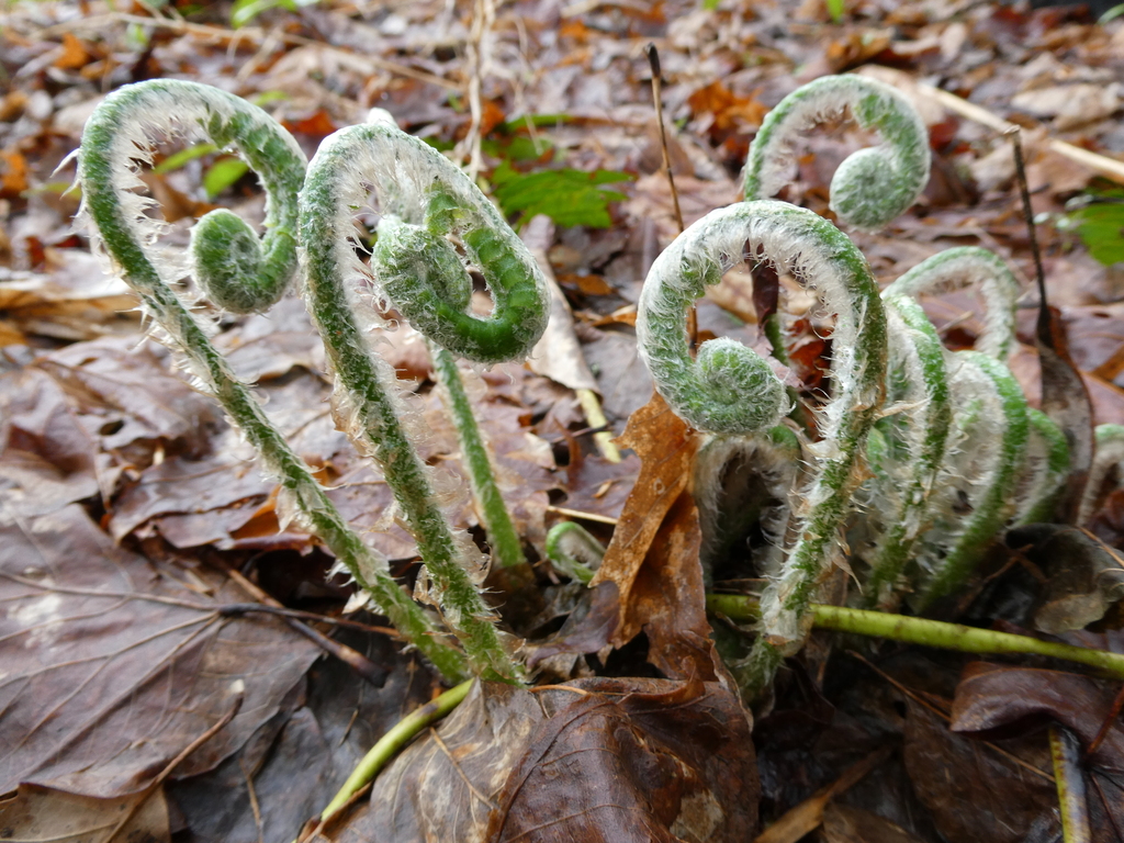 Watch fresh, silvery fronds emerge in the spring.