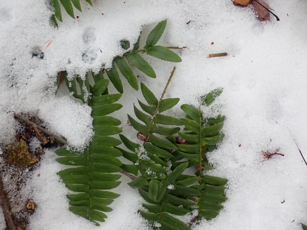 Yep, still green leaves. Even in the snow.
