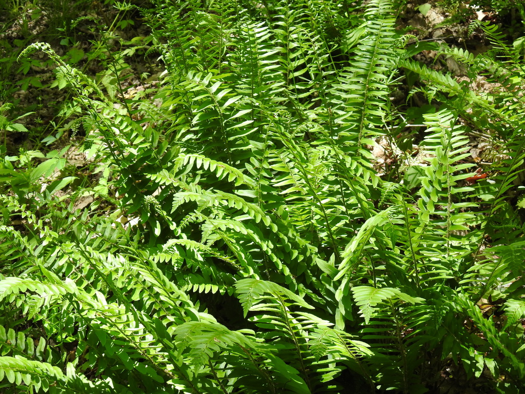 The greenery is lush and bright, and stays that way for MONTHS.