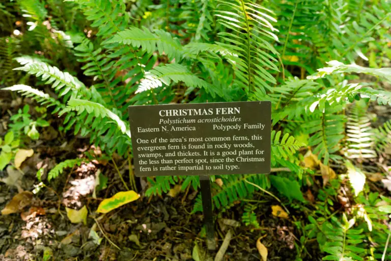 Informational sign about Christmas fern (Polystichum acrostichoides) among green fern fronds in a garden setting.