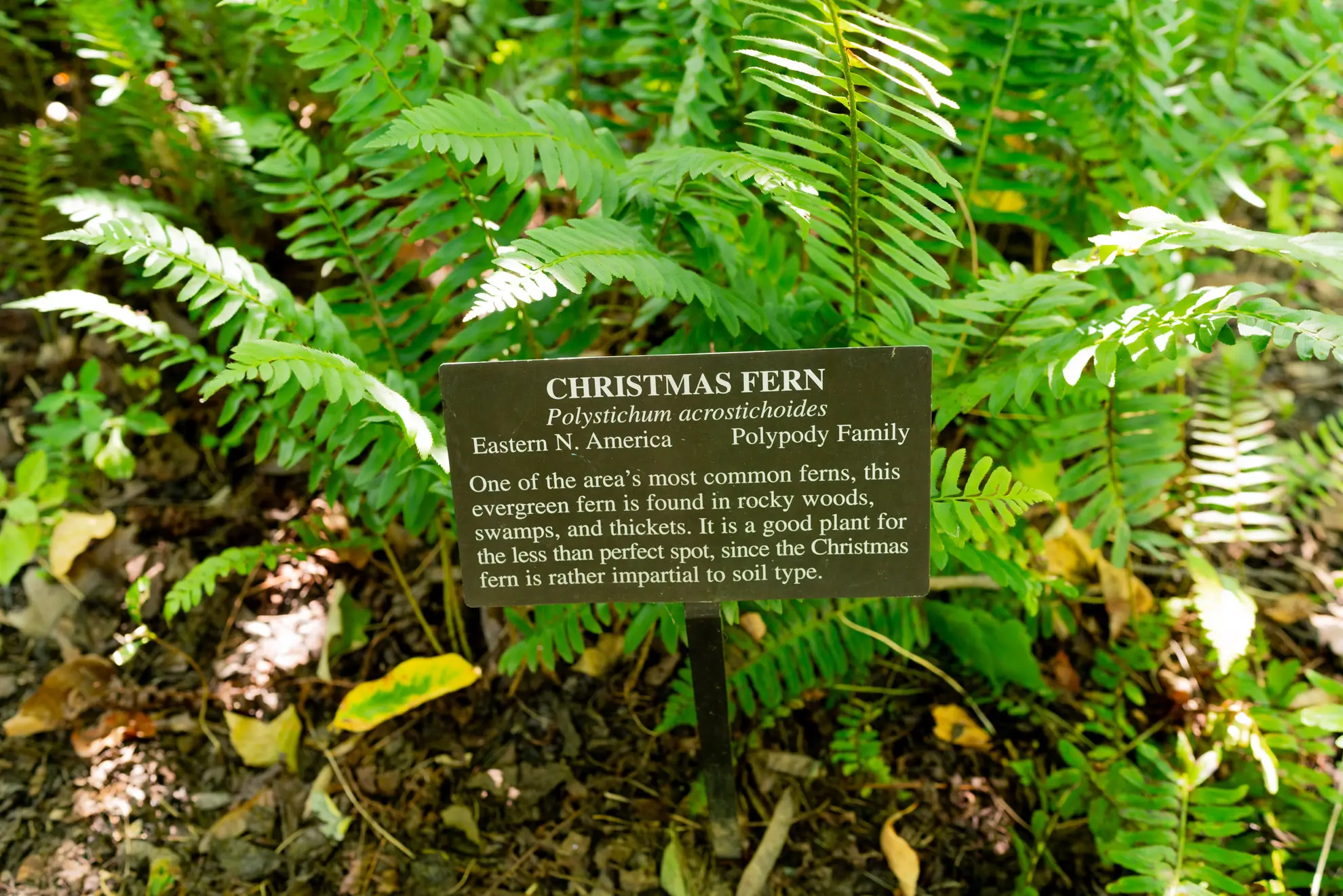 Christmas fern fronds around a botanical garden sign about the plant