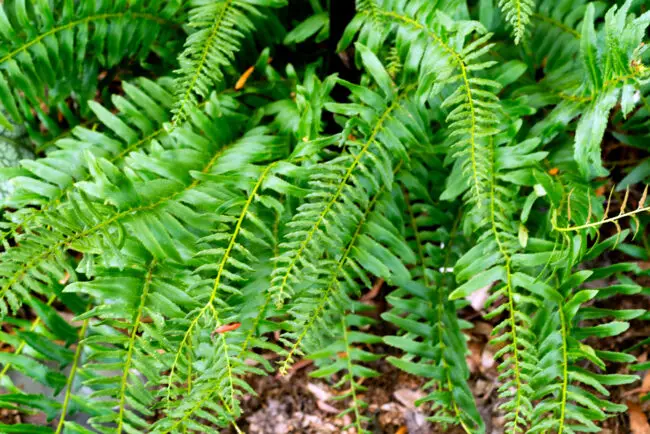 Close-up of bright green fern fronds with slender leaflets, overlapping in a garden bed.