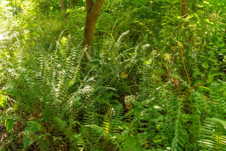 Dense cluster of green ferns in a sunlit forest understory.