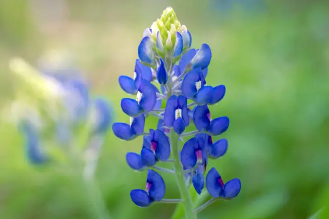 Close-up of a blue lupine flower stalk with bright blue petals against a green blurred background