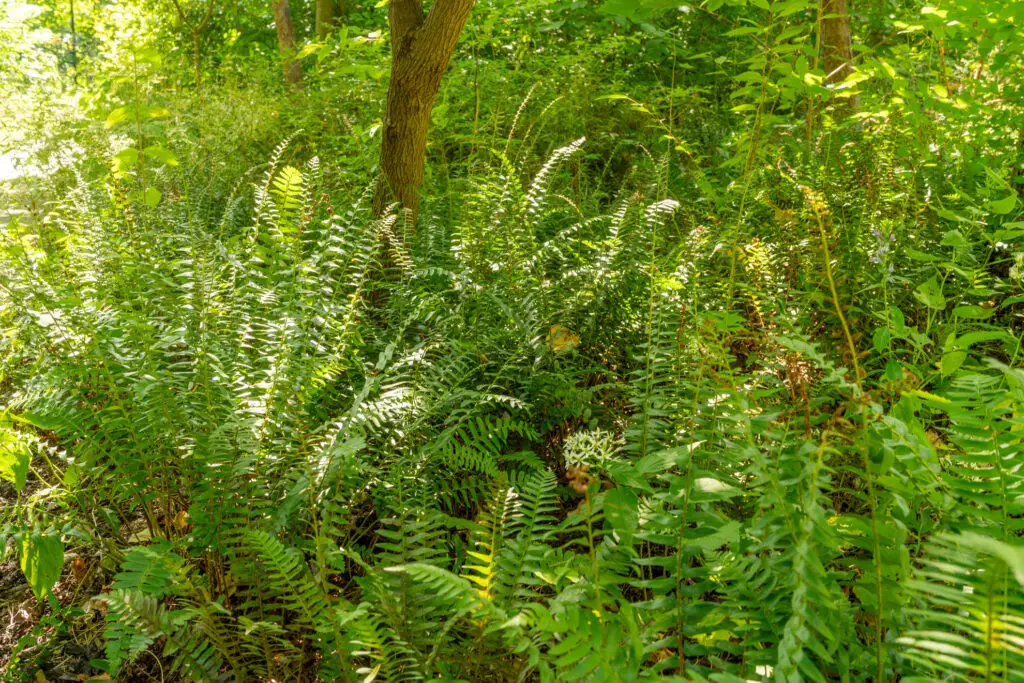 Dense understory of green ferns and small saplings in a sunlit forest clearing, with a tree trunk in the center.