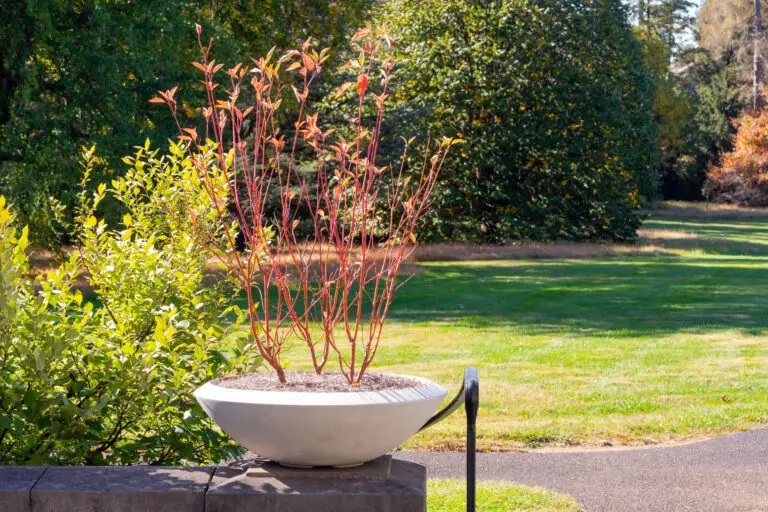 Red-branched shrub in a large white planter outdoors, with green shrubs and a grassy park in the background.