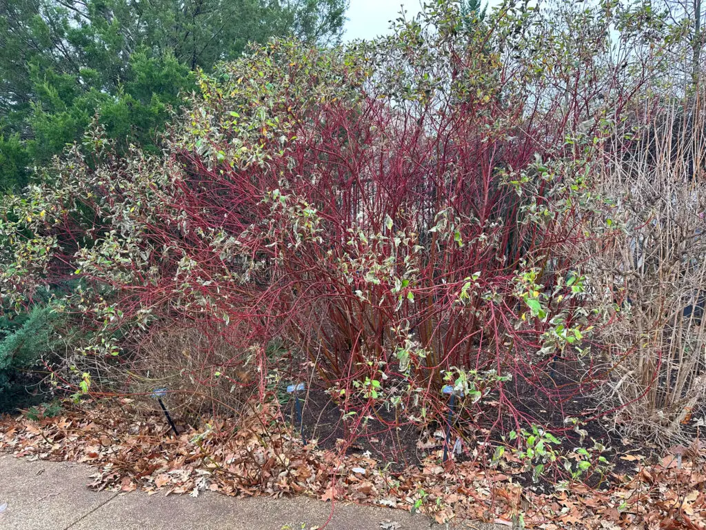 Dense ornamental shrub with bright red stems and small green leaves along a sidewalk, fallen autumn leaves on the ground nearby.