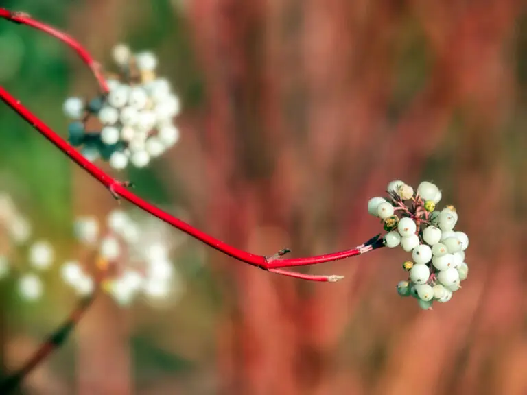Close-up of white berries on a red twig with a soft blurred multicolored background.