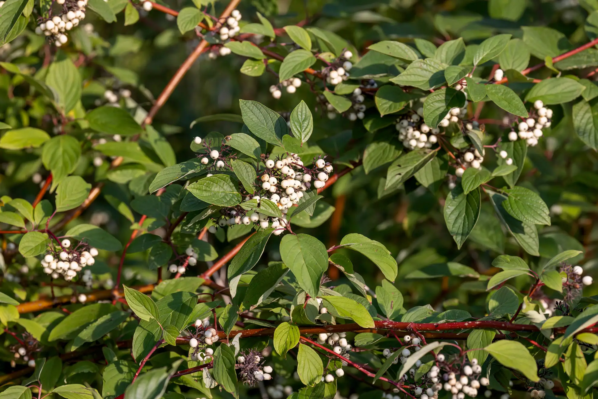 Red twig dogwood, white berries and green leaves on red stems