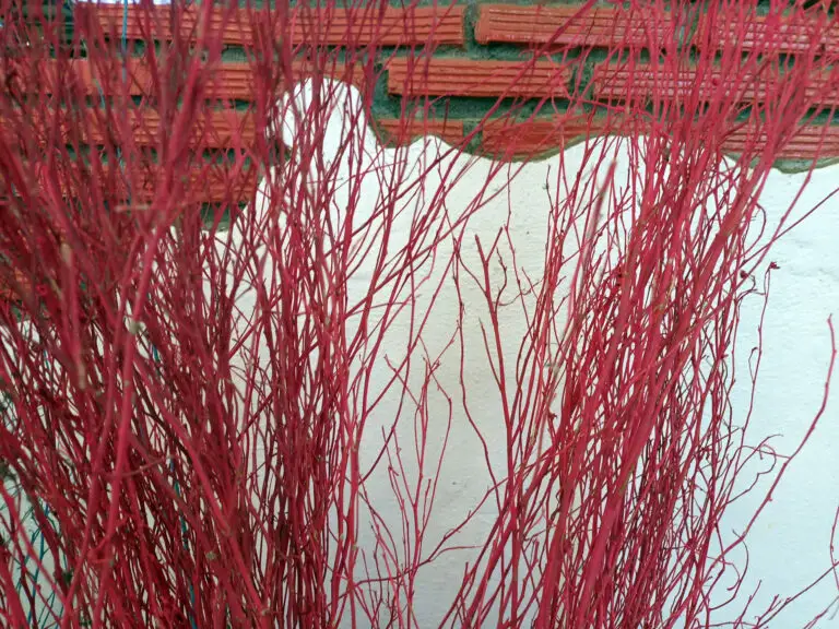 Dense red twigs fill the frame in front of a brick wall and pale wall behind them.
