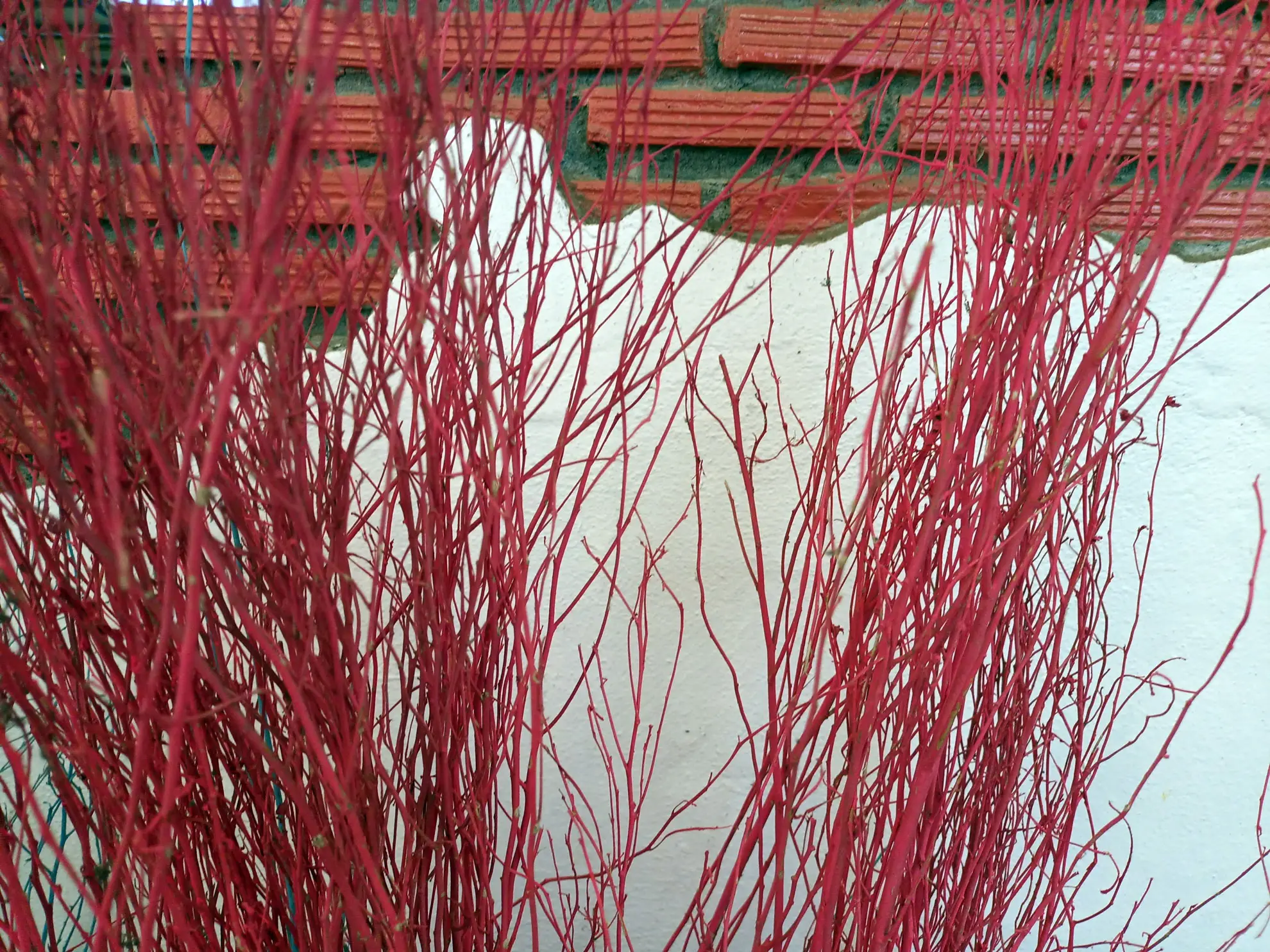 Red twig dogwood in winter, bare red stems against a white wall