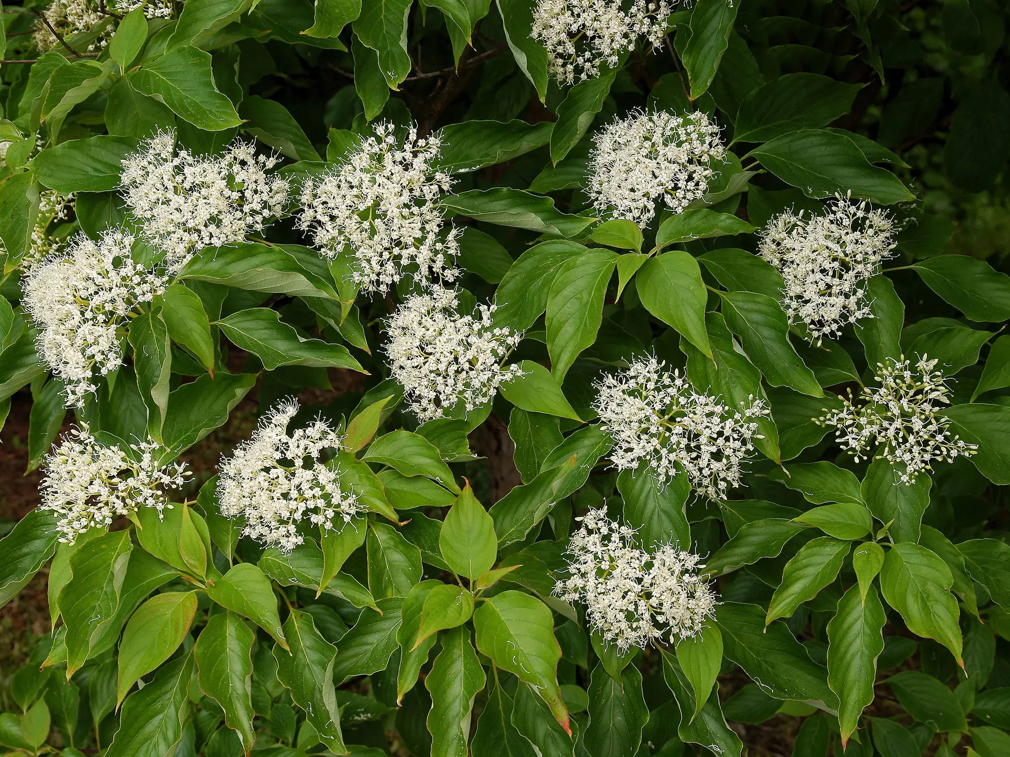 Red twig dogwood in spring, flat clusters of small white flowers among green leaves