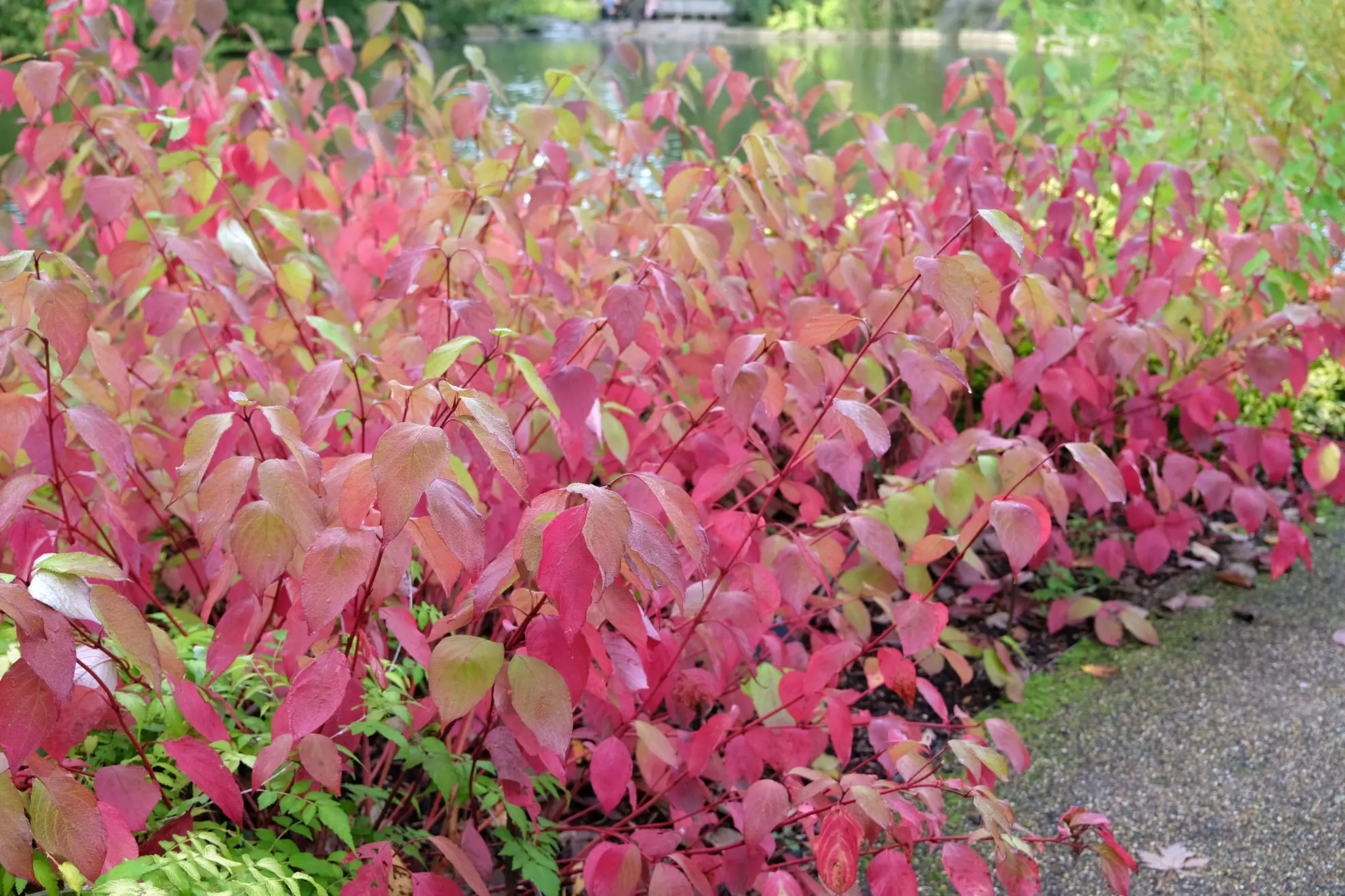 Red twig dogwood in fall, leaves turned pink and red along a pond path