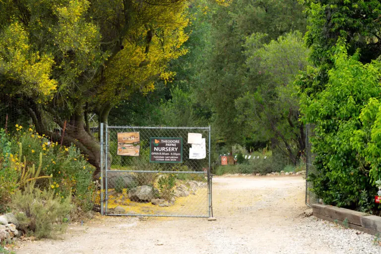 Entrance to Theodore Payne Nursery behind a chain-link gate with yellow-flowering shrubs and green trees; signs show hours and open status.