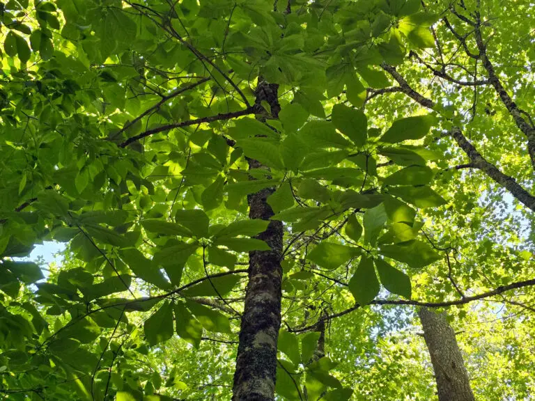Looking up through a dense canopy of green leaves with sunlight filtering through branches above.