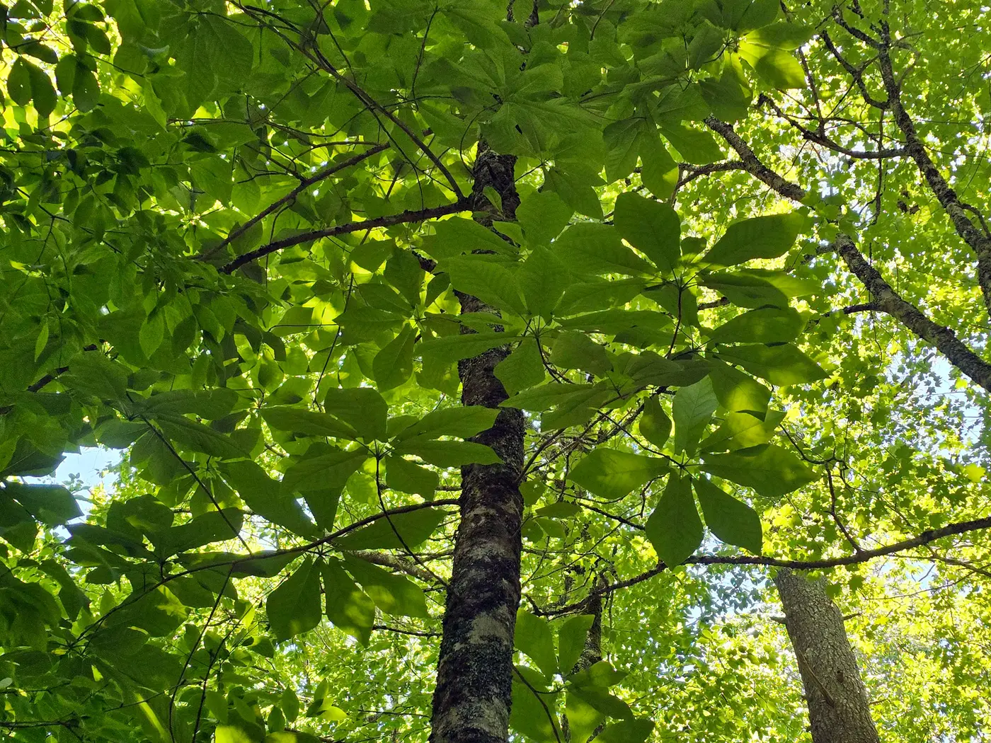 Mountain magnolia from below, whorls of big leaves around a dark trunk