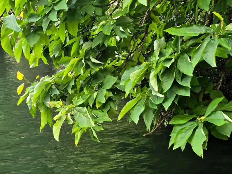 Dense green foliage hanging over a dark green body of water, with branches visible among the leaves.