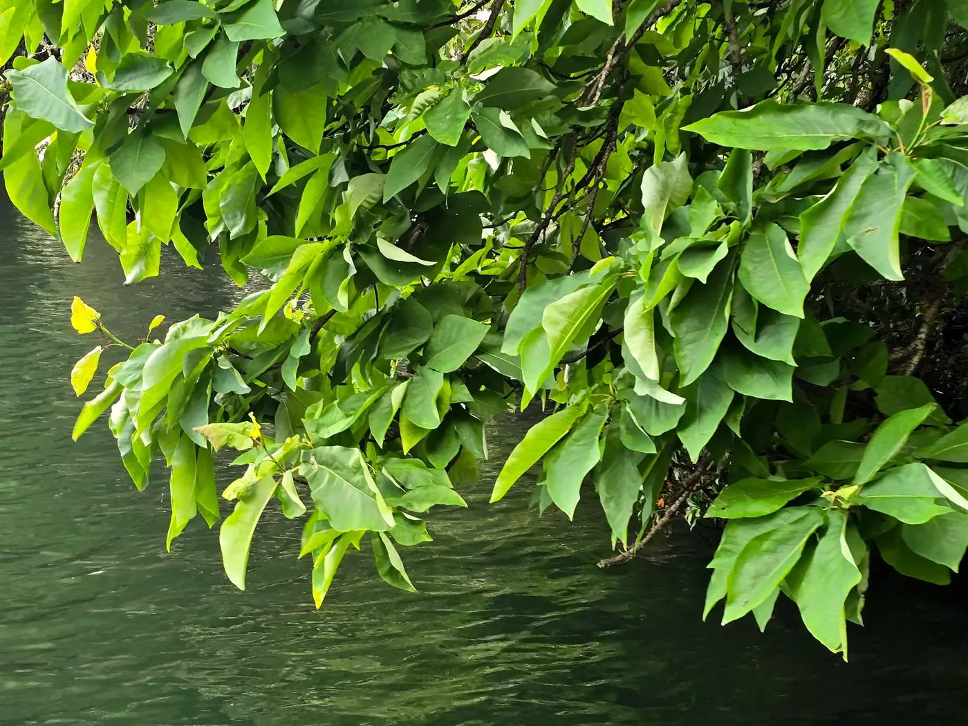 Mountain magnolia branches hanging low over dark water