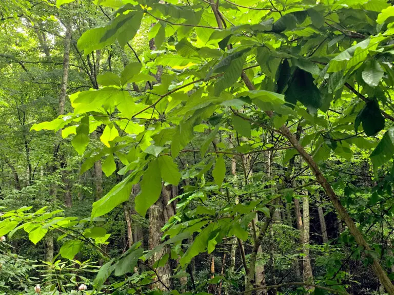 Green forest scene with bright leaves and tree trunks visible through dense foliage.