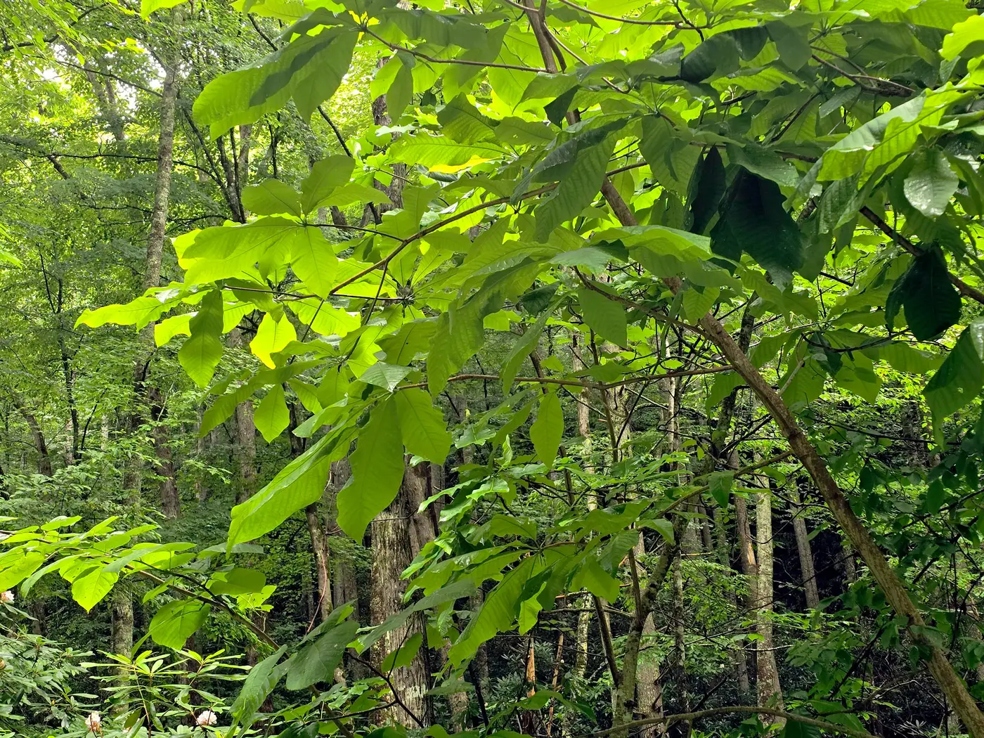 Umbrella magnolia in a wild forest, big leaves among tall trunks