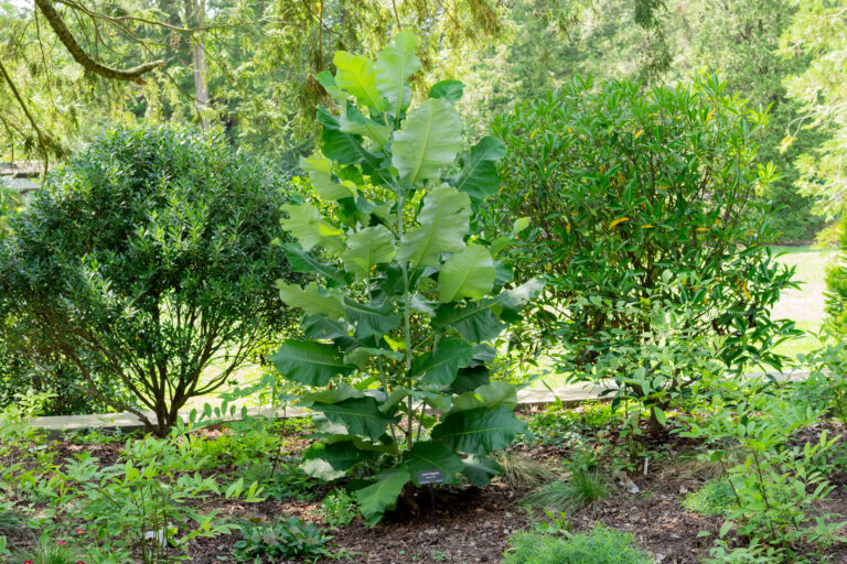 Fiddle-leaf fig tree in a sunny garden, surrounded by green shrubs and ground cover.