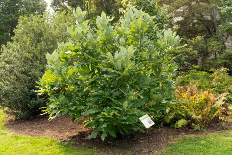 A large shrub with broad, lobed green leaves in a garden, with a small information sign at its base.