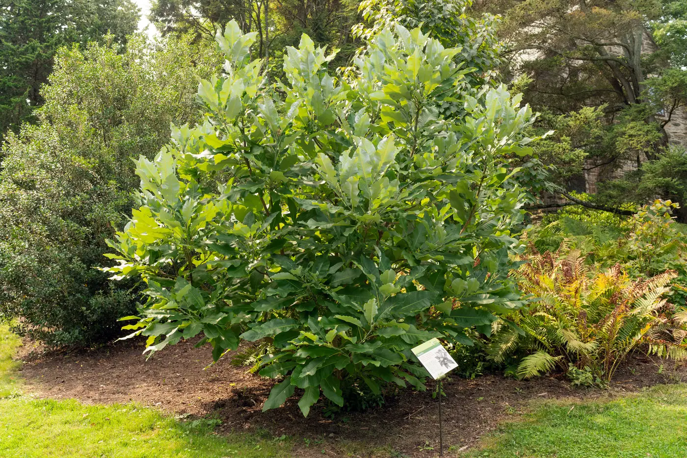 Ashe magnolia, a broad shrub of large leaves beside a plant label