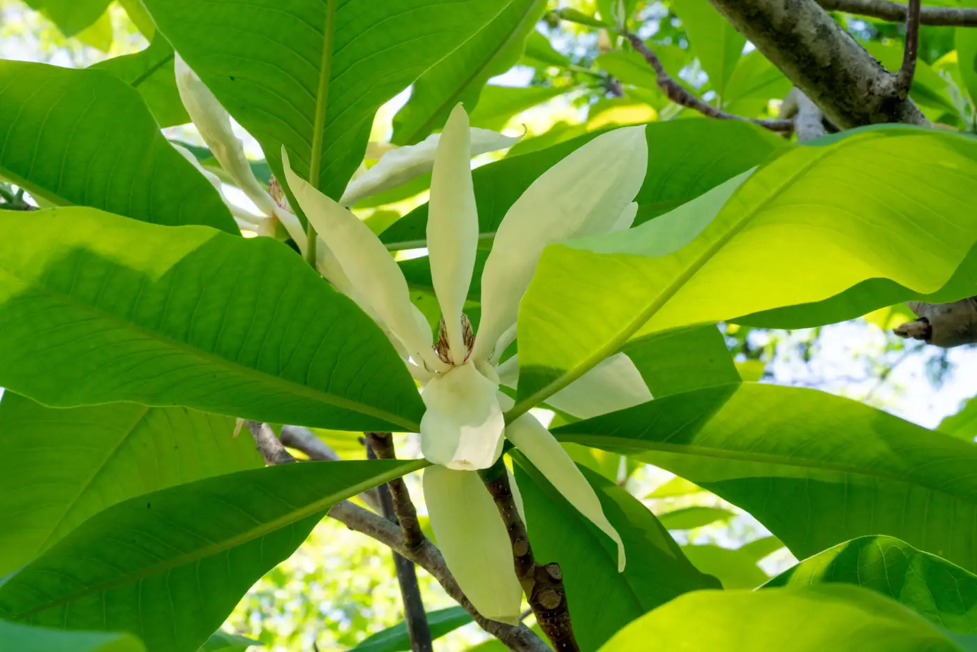 Umbrella magnolia flower, long creamy petals among large glossy leaves