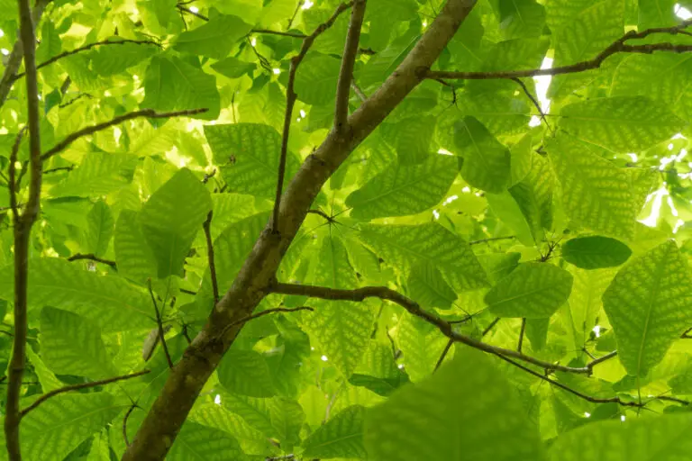 Dense green tree canopy with bright leaves and brown branches, sunlight filtering through