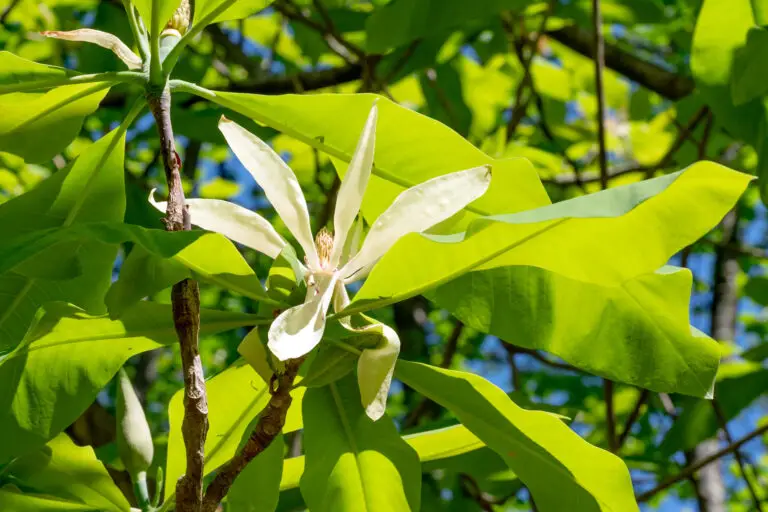 Sunlit green leaves with a white, star-shaped flower in the center of the image.