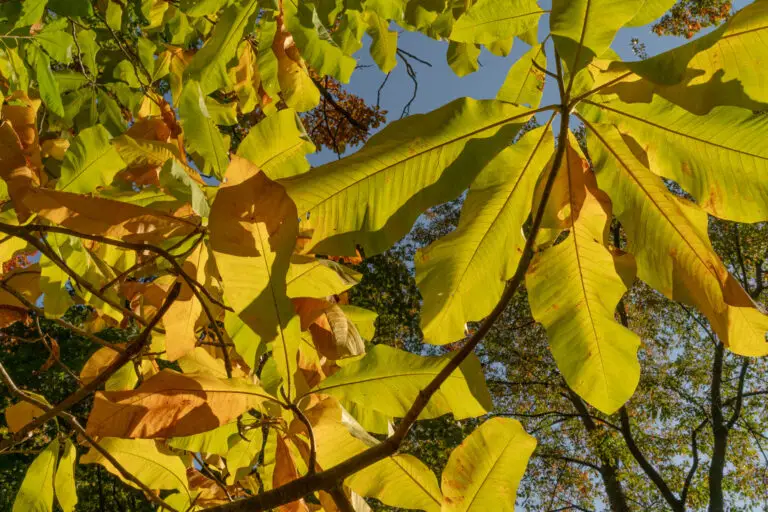 Sunlit yellowing leaves on a tree against a clear blue sky.