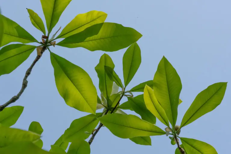 Green leaves on a tree branch against a clear blue sky. (informative)