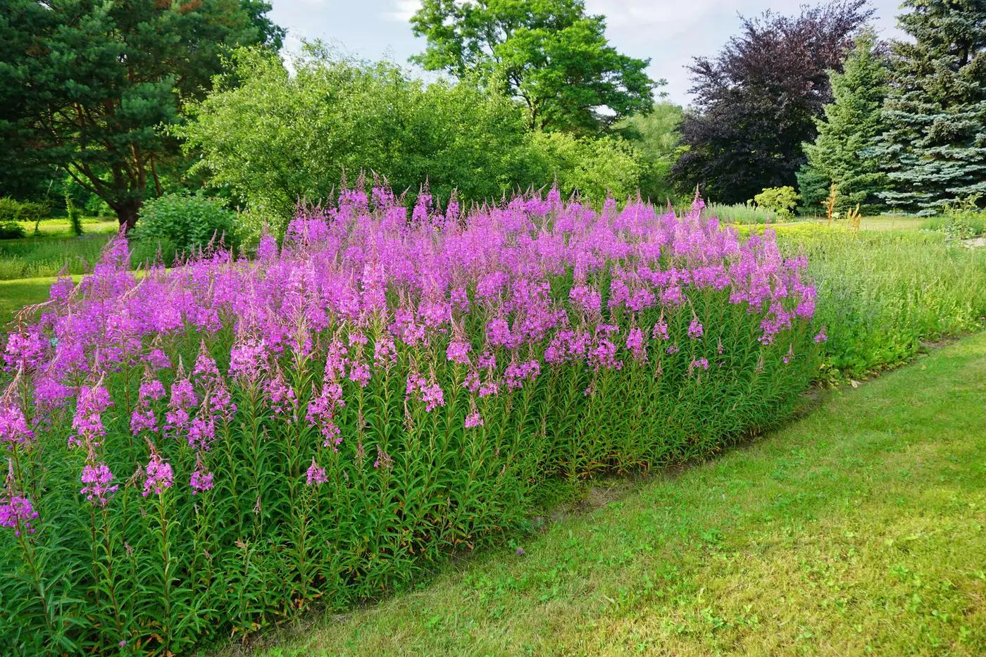 Fireweed, a broad sweep of magenta flower spikes along a lawn edge