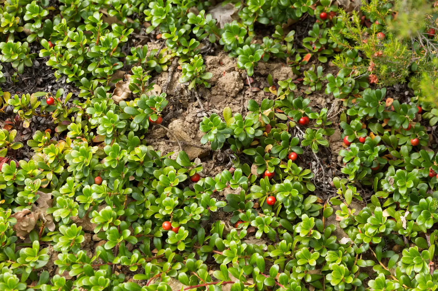 Kinnikinnick, a low mat of small glossy leaves dotted with red berries