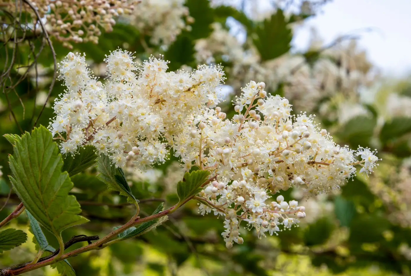 Oceanspray, a frothy cream cluster of tiny flowers above toothed leaves