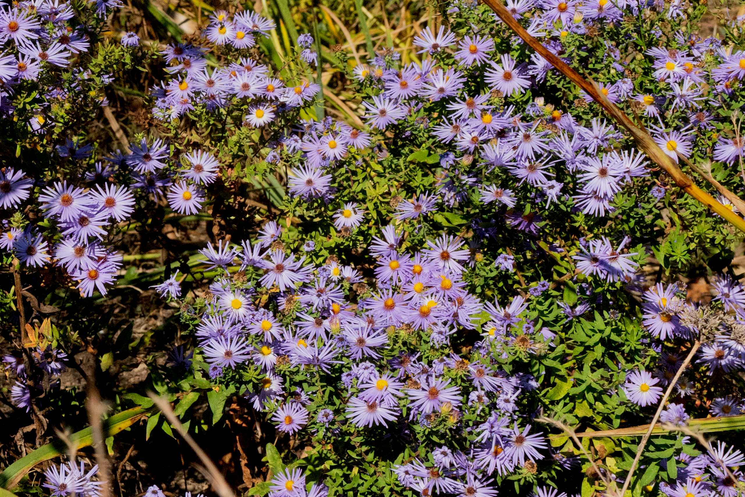 New England asters, a mass of lavender daisy flowers with yellow centers