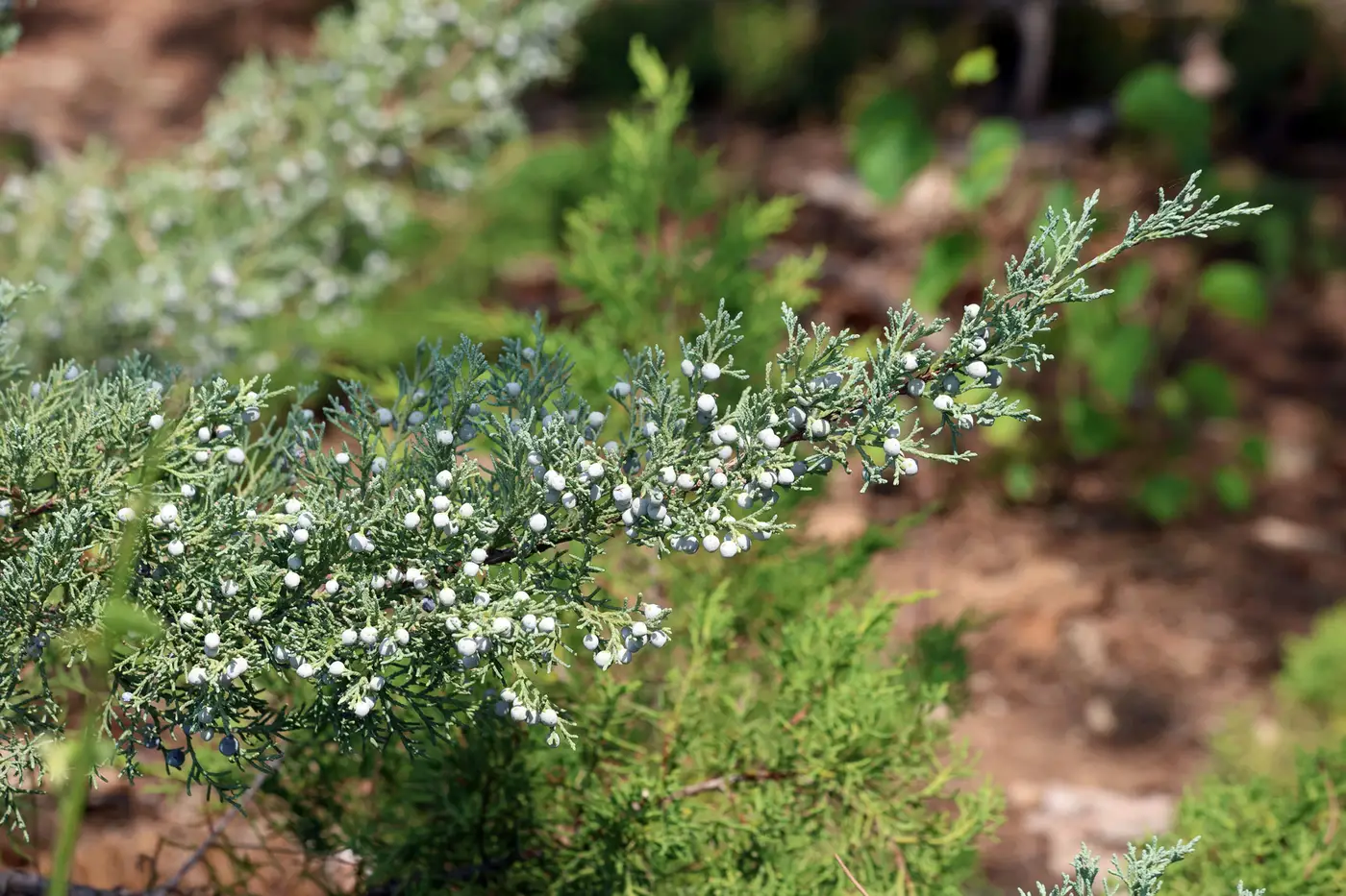 Rocky Mountain juniper, scaly blue-green branches dotted with pale blue berries