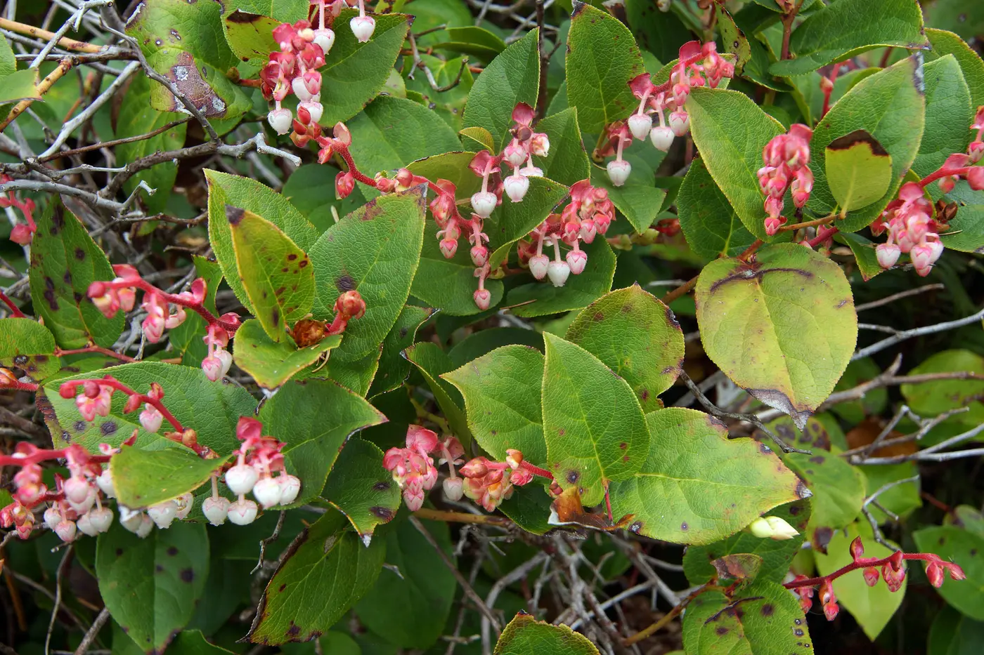 Salal, rows of pink and white urn-shaped flowers on red stems among broad leaves