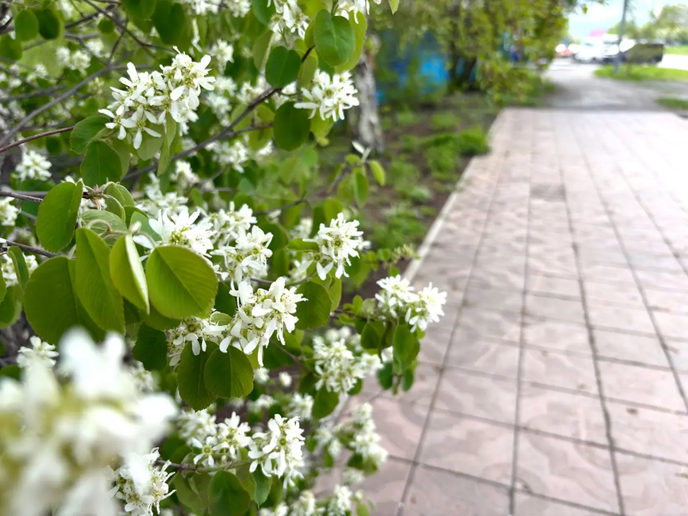 Saskatoon serviceberry, white starry flowers among round leaves beside a city sidewalk