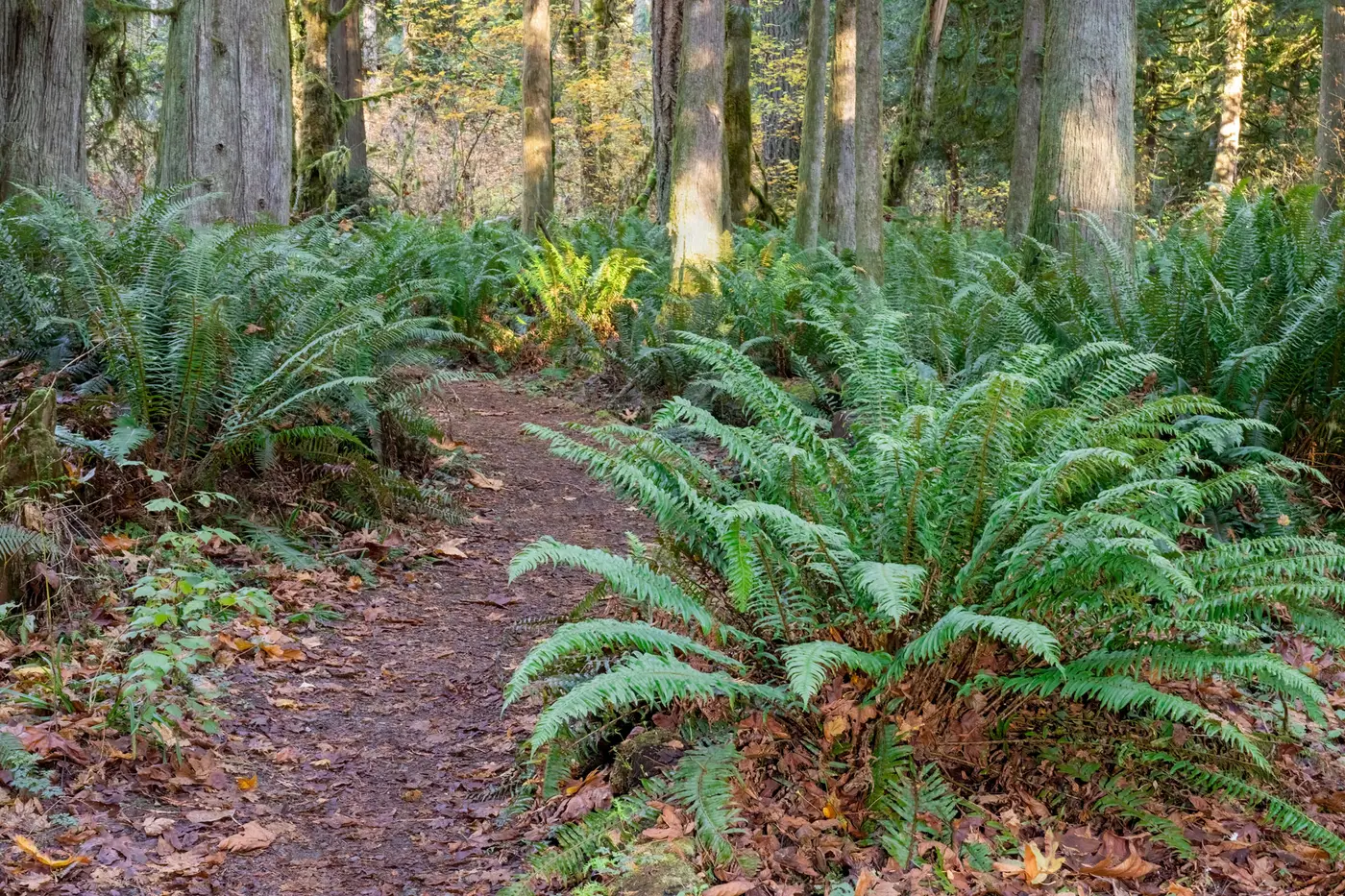 Western sword ferns lining a forest trail under tall cedars