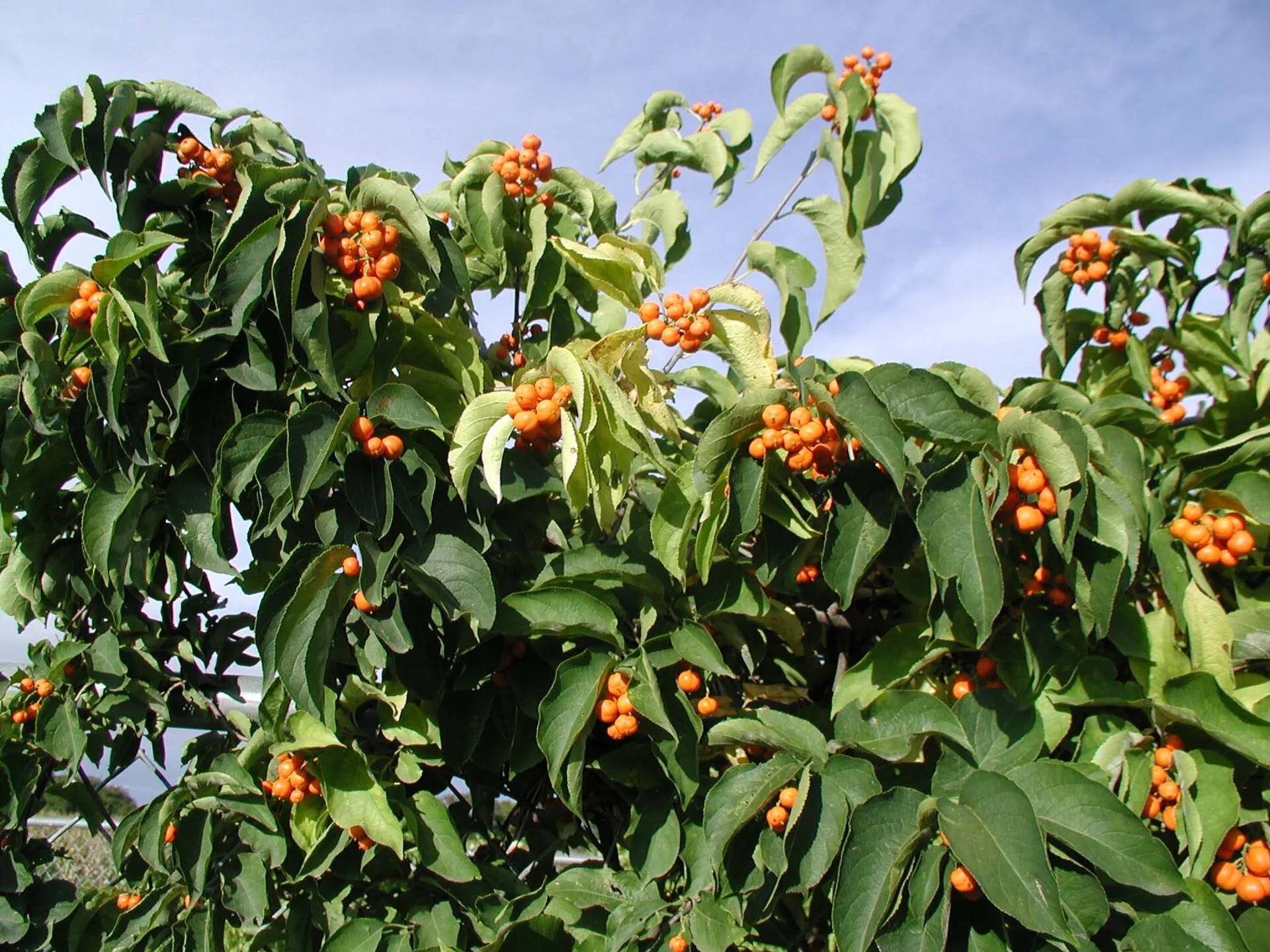 American bittersweet, clusters of orange berries at the ends of leafy branches