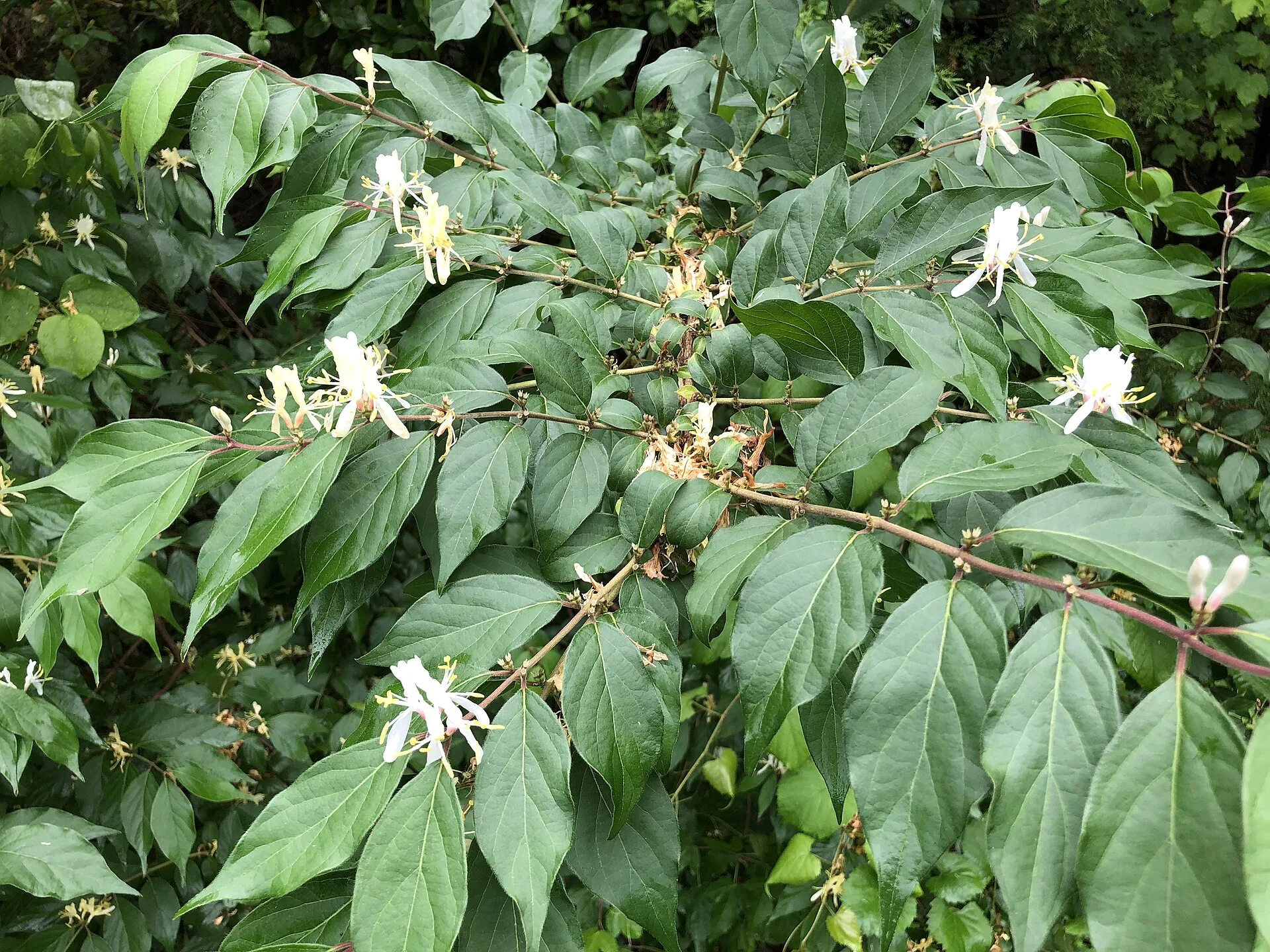 Amur honeysuckle, a shrub branch with pointed leaves and white tubular flowers