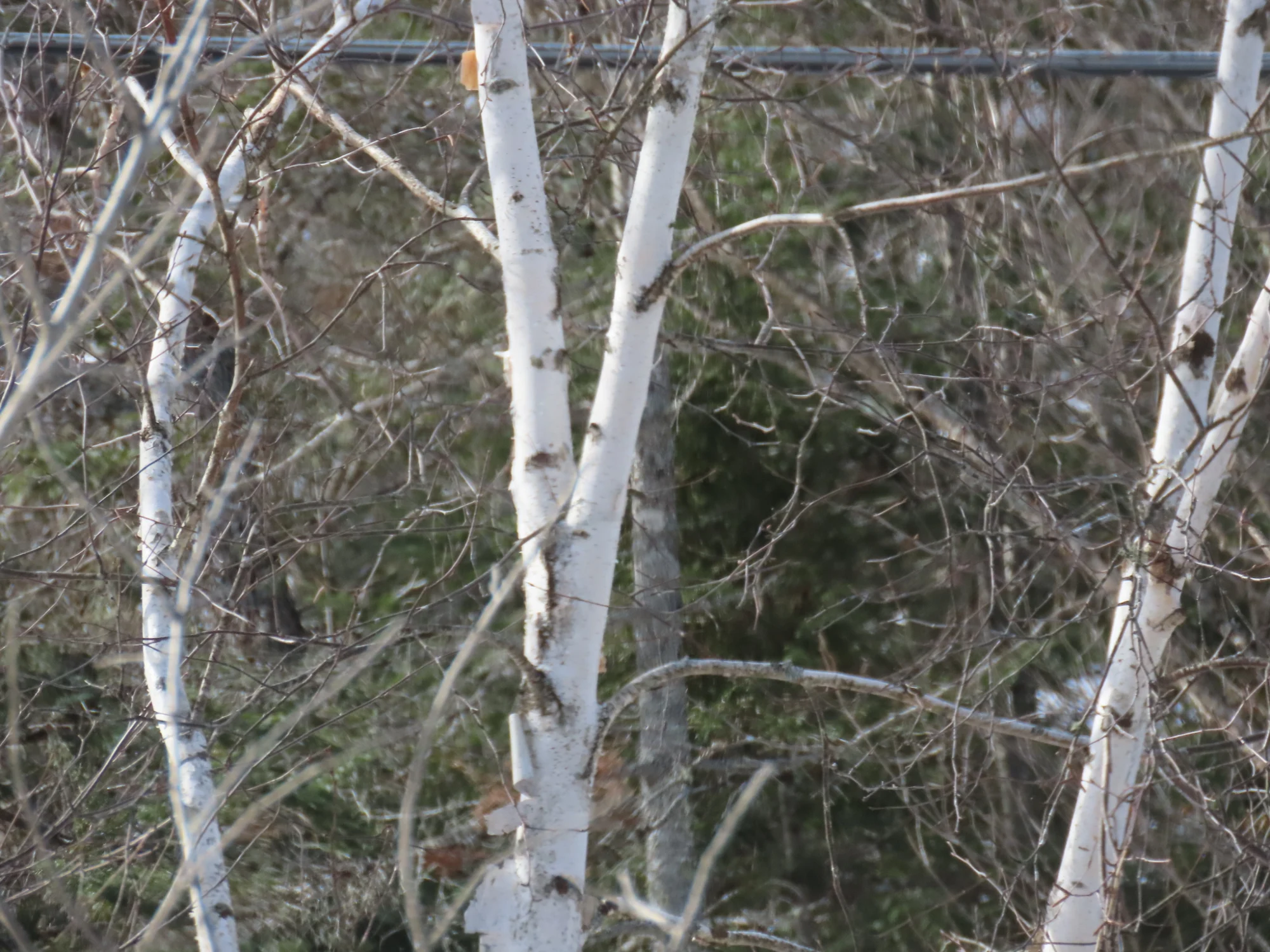 Paper birch (Betula papyrifera)