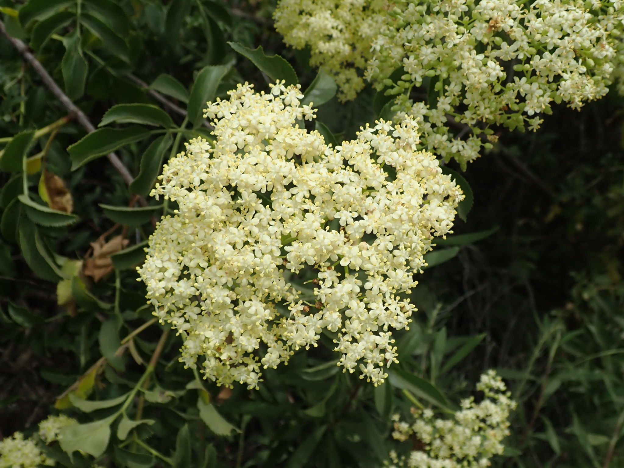 Blue elderberry, flat-topped clusters of creamy white flowers over green leaves